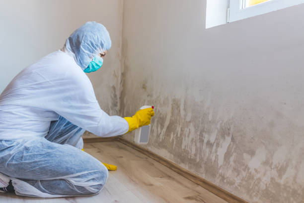 Licensed Mold Testing service in North Port, FL - WQB Mold Removal